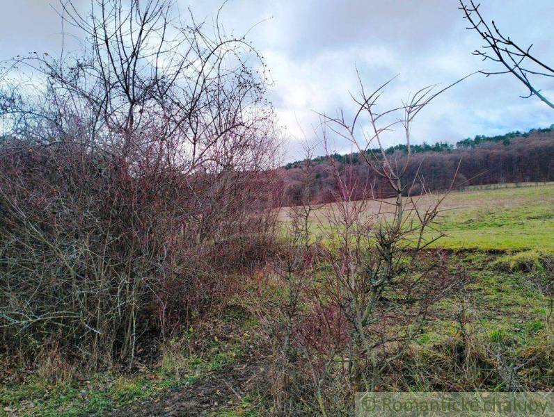 A landscape with bare trees, agricultural and forest land under a cloudy sky in the background.