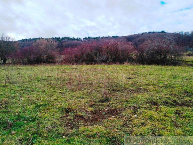 A landscape with grassy agricultural and forest lands, low shrubs, and a distant forest.