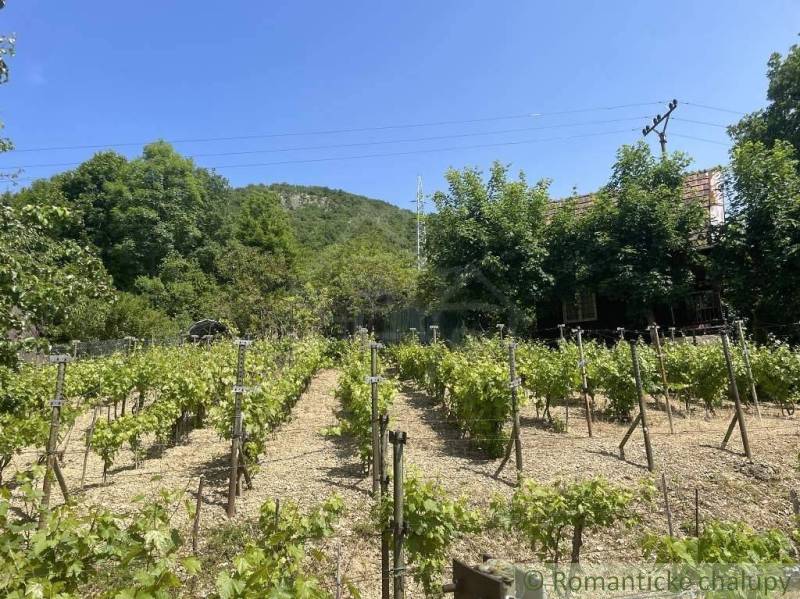 Vineyard near the cottage in Jablonov nad Turňou, surrounded by greenery and hills.