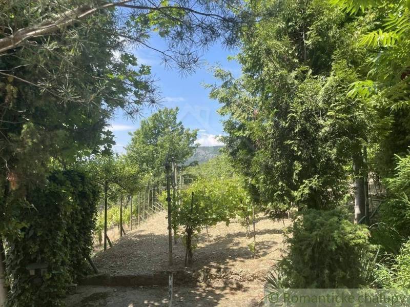 In Jablonov nad Turňou, there is a cottage with a vineyard, surrounded by greenery and trees.