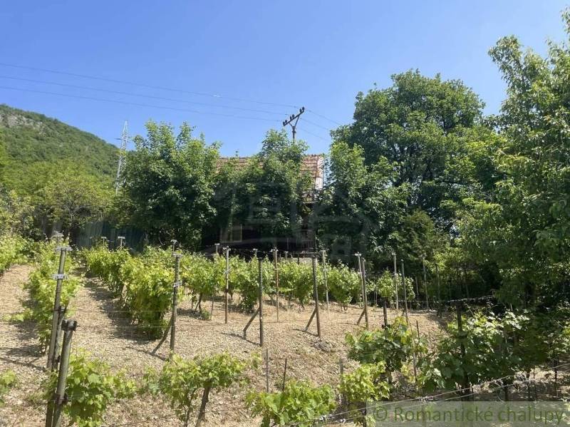 A vineyard in Jablonov nad Turňou with a cottage, surrounded by trees on a sunny day.