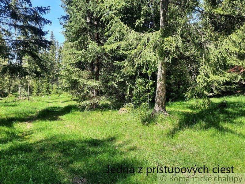 A forest path leads to a cottage, surrounded by greenery and trees, nature.