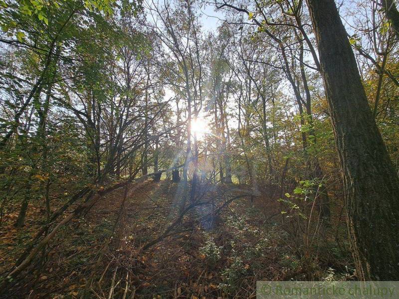 An autumn forest with breaking sunlight, ideal for walks and recreational properties.