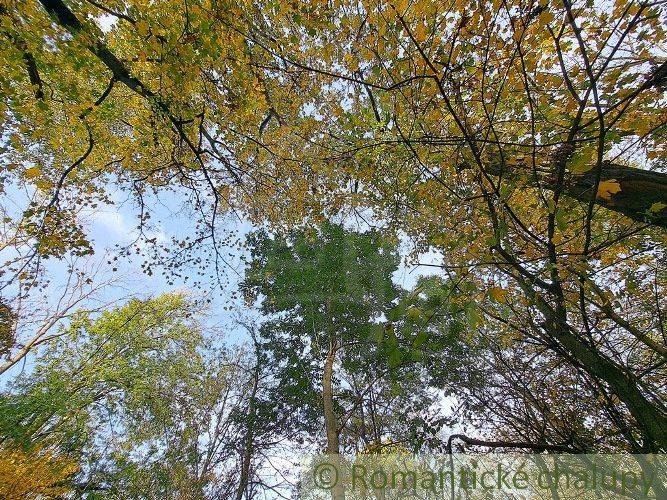 Trees with green and yellow leaves in the forest, ideal for recreational properties in nature.