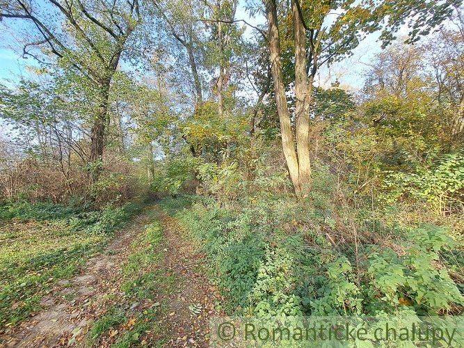 A forest path with tall trees surrounded by greenery leading to recreational plots.