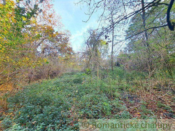 Forest stands, dense vegetation ideal for recreational land.