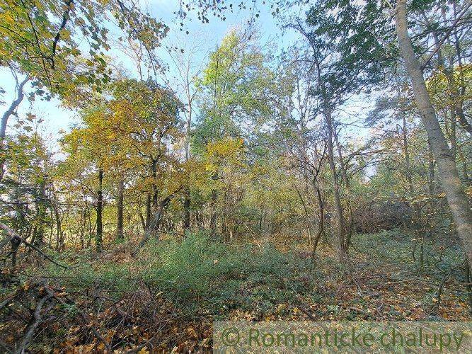 A dense forest with greenery and fallen leaves, ideal for recreational properties.