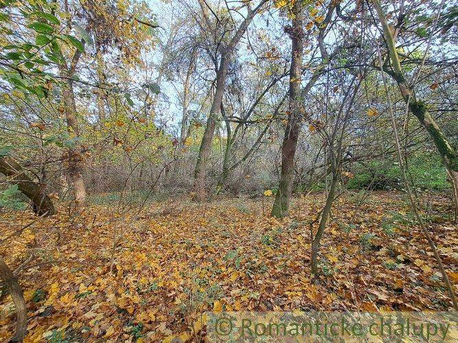 Autumn forest with recreational plots, covered with fallen leaves and surrounded by dense trees.
