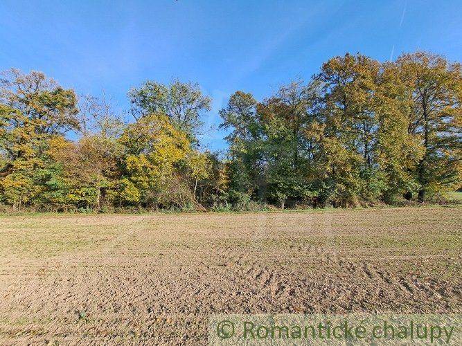 A meadow with a forest on the horizon, recreational plots, an ideal place for relaxation.