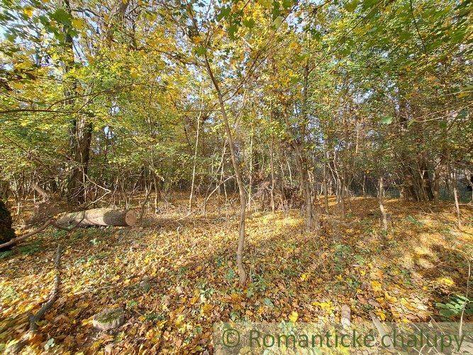 A forest in autumn colors with leaves on the ground, ideal for recreational properties.