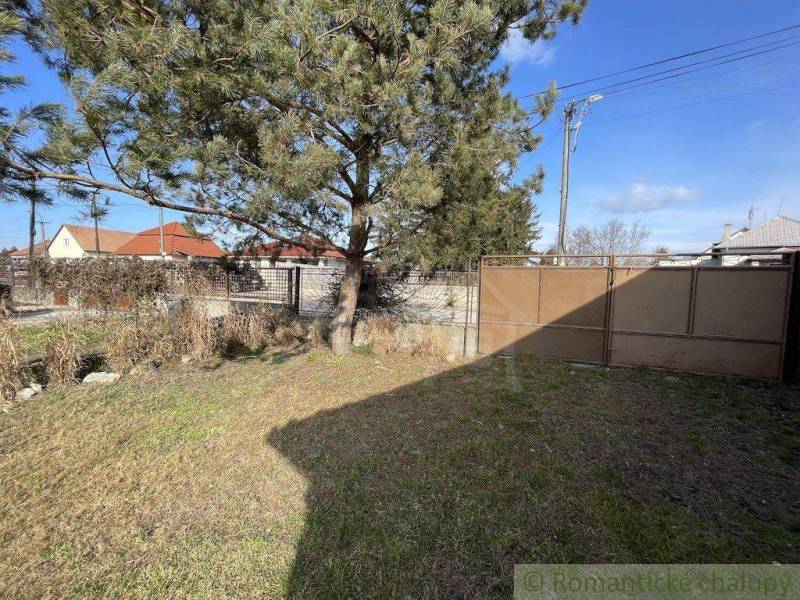 A lawn in the garden with a pine tree and a gate of a family house in the countryside.