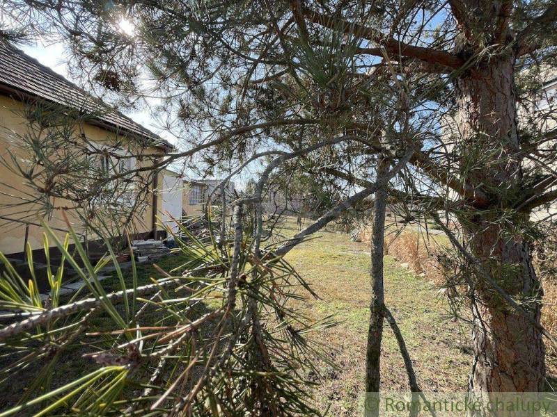 A tree with branches and the sun near a family house, a peaceful environment.