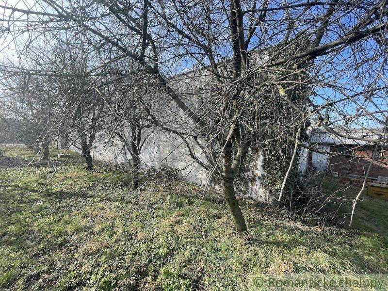 Garden and family house with apple trees and a grassy area.