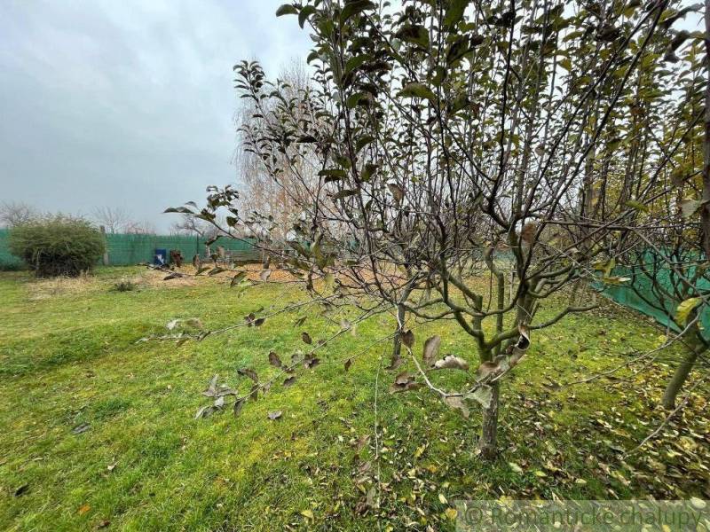 A garden with fruit trees, green lawn, and the peaceful atmosphere of autumn nature.