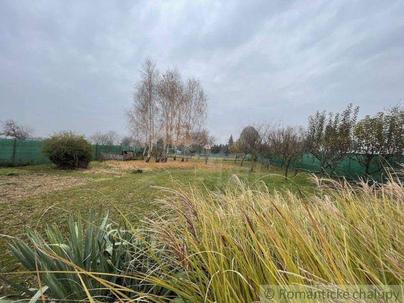 In the picture, there is a garden with grass and birch trees under a cloudy sky.