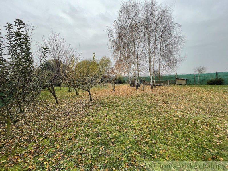 A garden with trees, fallen leaves, and a lawn in the countryside, autumn and nature.