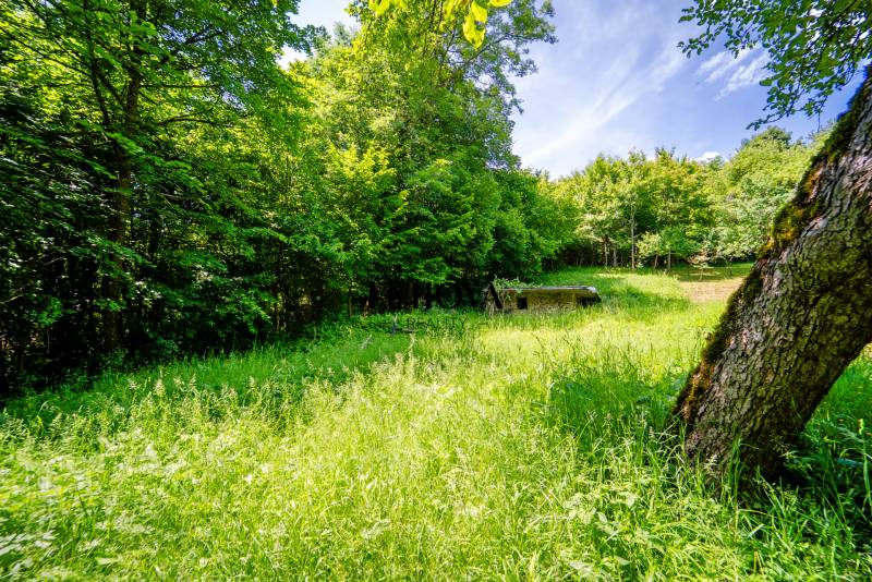 Wooded area and grass on recreational plots, Zbora in Dohňany on a sunny day.