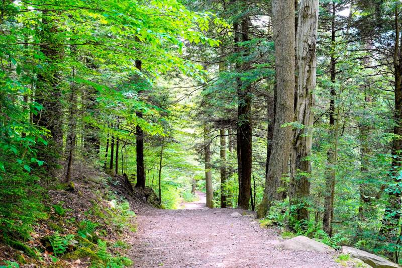 A path leading through a forest full of greenery in agricultural and forest lands near Čičarovce.