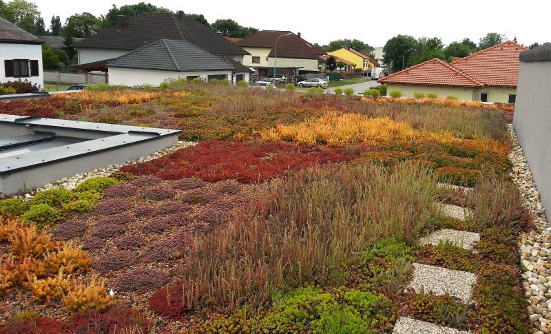 A rooftop garden on a family house in Zurndorf with various types of succulents.