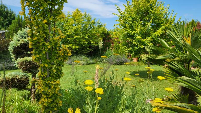 A garden surrounding a family house in Zurndorf with a variety of plants and trees.