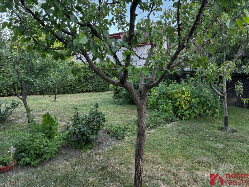 A garden of a family house in Lučenec with trees and shrubs on a well-maintained plot.