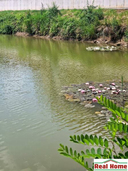 The lake with water lilies by the house on Bird Street in Senec, a peaceful atmosphere.