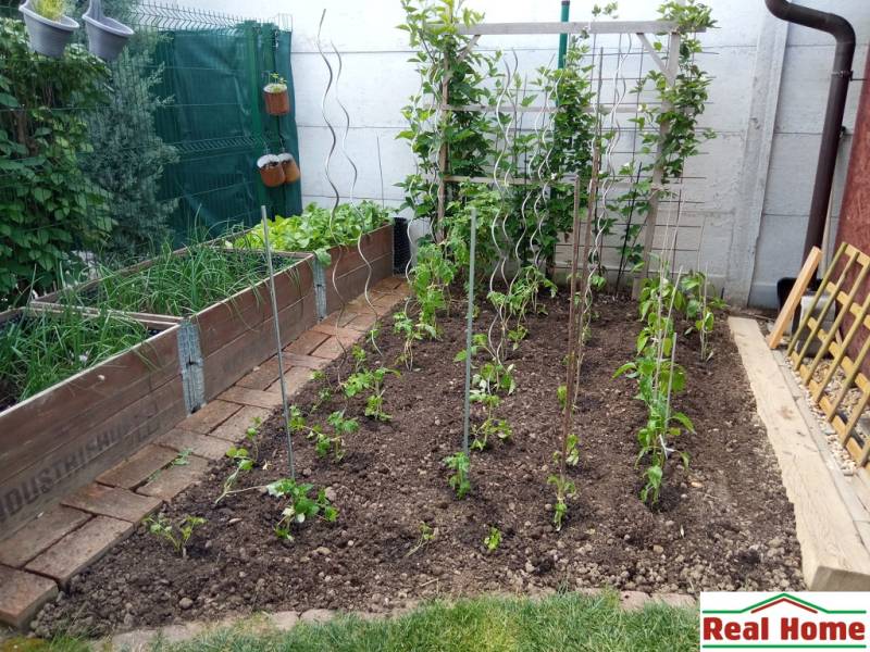 A garden bed at a family house with cultivated vegetables and climbing plants.
