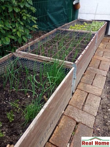 Raised beds with onions and lettuce at a family house in Chorvátsky Grob on Brusnicová.