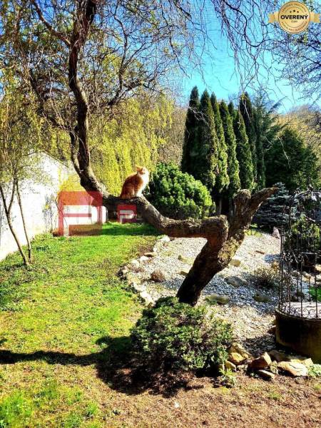 A cat on a tree in the garden of a family house in Píla.