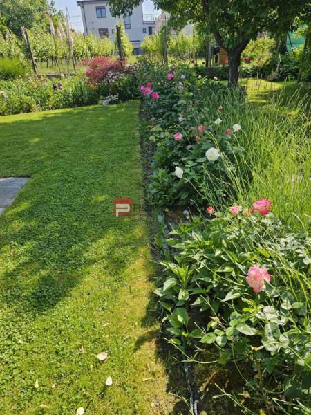 The garden of a family house in Pezinok on Slnečná Street with flowers and vines.