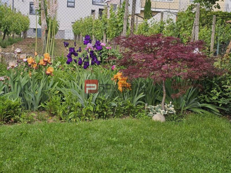 A flower garden with irises and a tree in the garden of a family house on Slnečná Street in Pezinok.