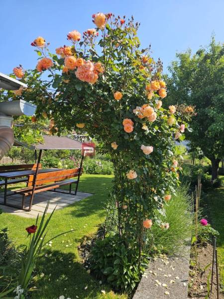 Blooming pink pergola with seating in the garden of a family house on Slnečná Street in Pezinok.