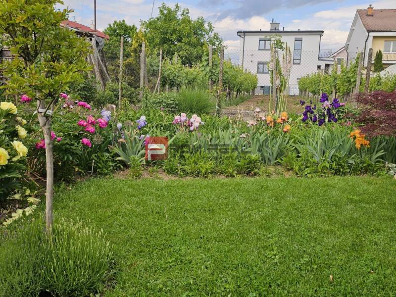 Flower garden and vineyard behind the family house on Slnečná Street in Pezinok.
