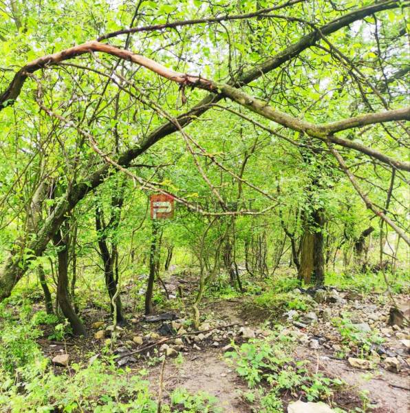 A dense forest full of greenery, the trees in the garden create a natural atmosphere of nature.
