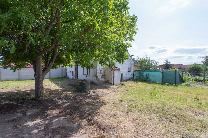Garden with lawn and tree in Gajary on Športová, residential plots.