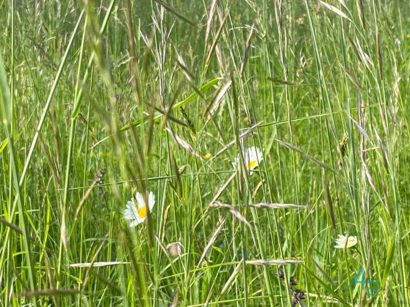A wild meadow with green grass and white daisies in bloom.