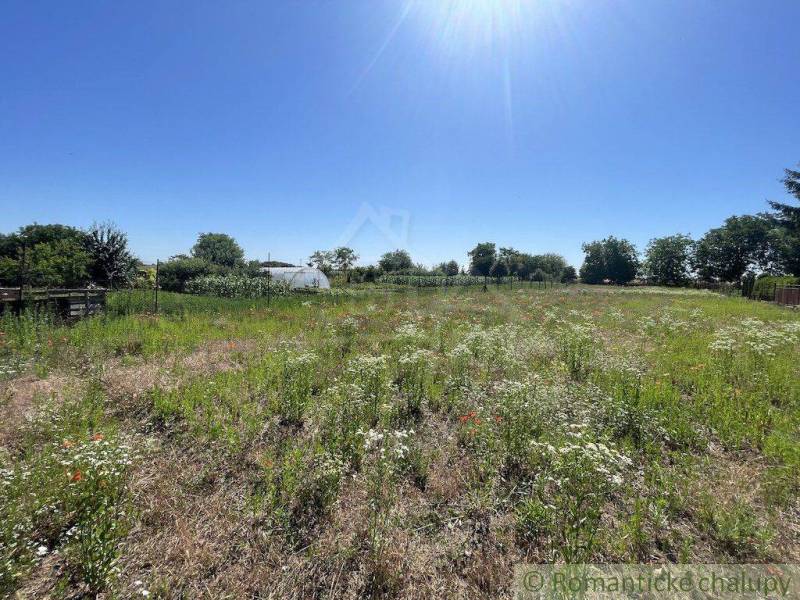 Sunny plot in Nové Zámky near a family house, a vast meadow with wildflowers.