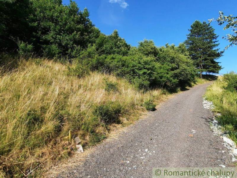 Of course. The image depicts a rural road surrounded by grass and trees in the Gardens in Žarnovica.