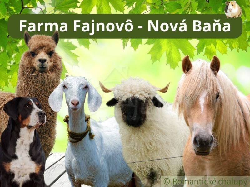 At Farm Fajnovo in Nova Bana, there are an alpaca, a dog, a goat, a sheep, and a horse.