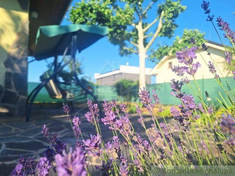 Lavender in the garden of a family house in Komárno, with a tree and a swing bench in the background.