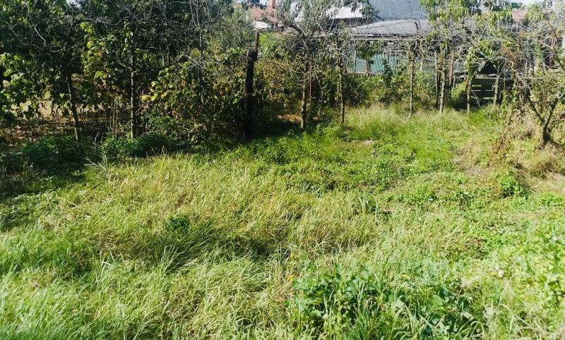 A garden at a family house in Sobrance with grass and trees.