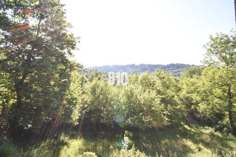 A wooded landscape near a cottage in Bytča, sunlight streaming through the trees.