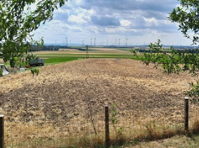 View from Hundsheim: a field surrounded by trees and wind turbines in the distance.