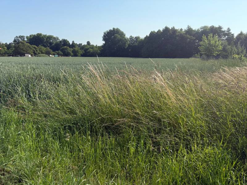 The land in Bojná with greenery and trees, suitable for residential plots.