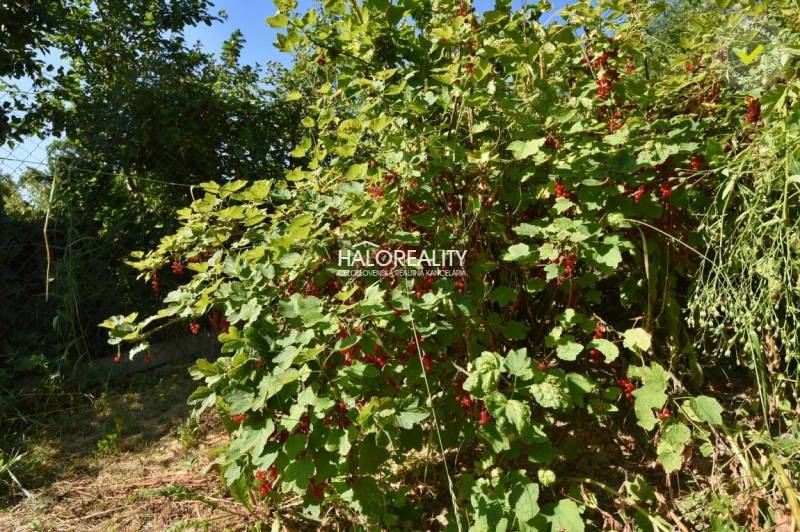 A currant bush in a garden in Nová Baňa, surrounded by green leaves.