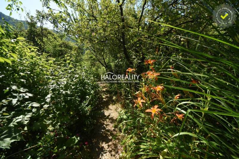 A garden path in Nová Baňa surrounded by dense vegetation and orange flowers.