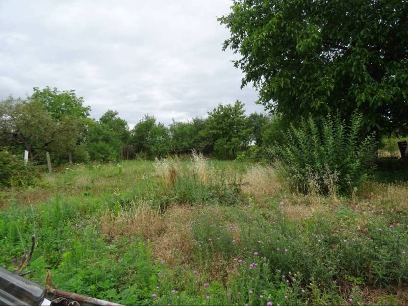 Overgrown plot near a family house in Leh. Meadow with bushes and trees.