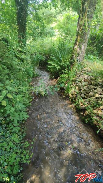 Dense forest near the creek in the vicinity of the cabin at Ružín, Malá Lodina.
