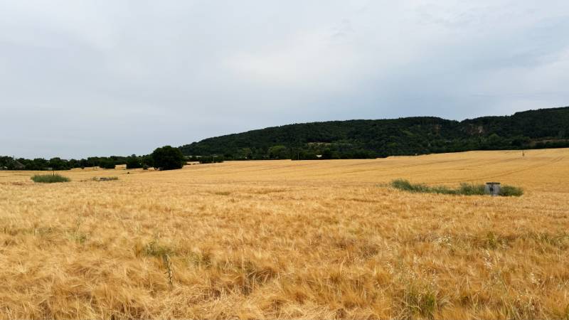 Agricultural and forest lands around Vysoká pri Morave, a field with grain near the forest.