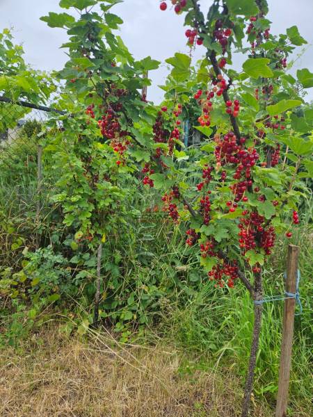 Currant bush with ripe fruits in the gardens on Sereďská Street in Trnava.
